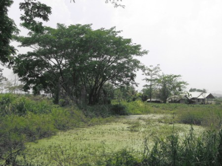 5 rai next to museum and cultural park