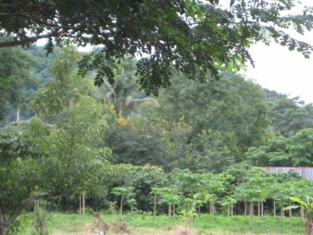 14 rai on Mae Kok river