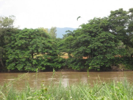 14 rai on Mae Kok river