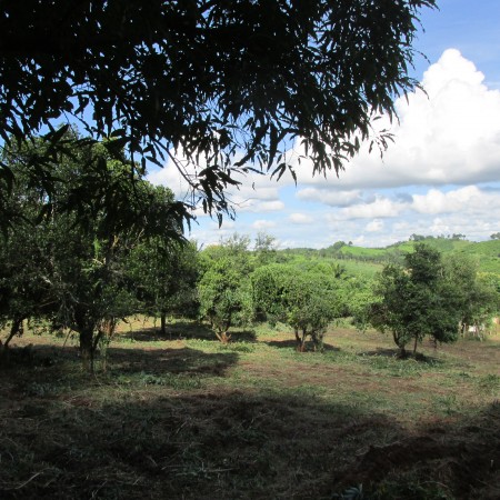 8 rai in Mae Yao, beautiful views