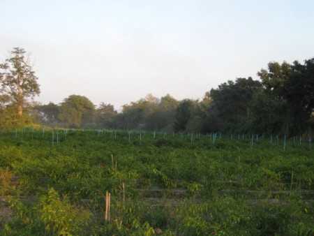 Beautiful stretch of land on Mae Kok River