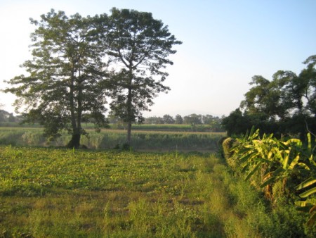 Beautiful stretch of land on Mae Kok River