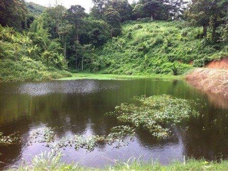 Large plot in Mae Fah valley suitable for development