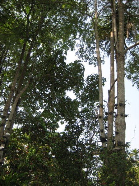 2-story home in Wiang Chai