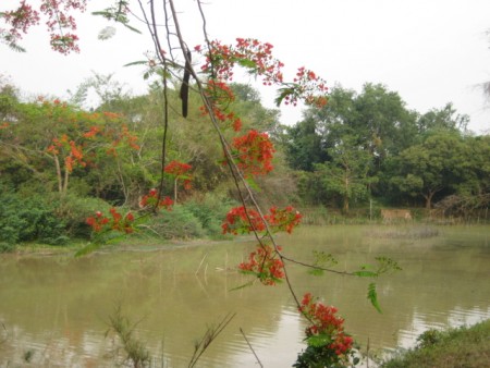 3 rai on Mae Korn river