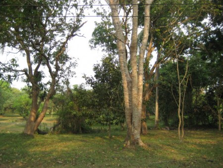 3 rai on Mae Korn river