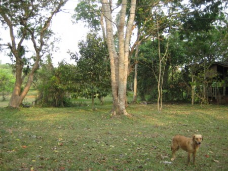 3 rai on Mae Korn river