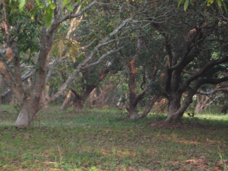 3 rai on Mae Korn river