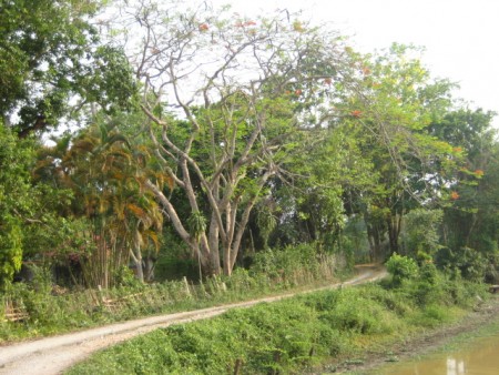 3 rai on Mae Korn river