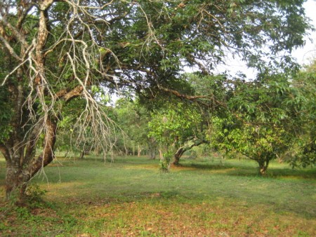 3 rai on Mae Korn river