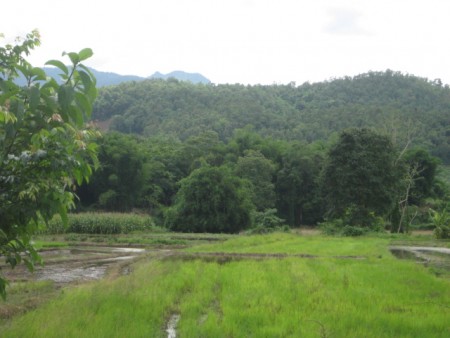8 rai in Mae Lao, pleasant scenery