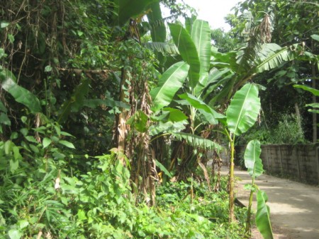 8 rai in Mae Lao, pleasant scenery