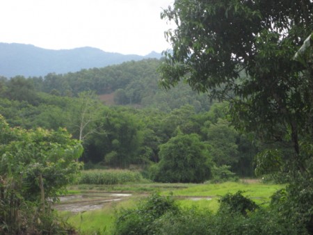 8 rai in Mae Lao, pleasant scenery