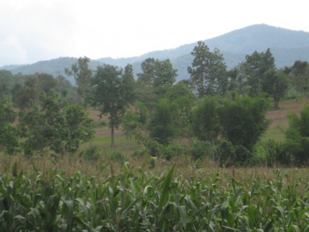 8 rai in Mae Lao, pleasant scenery
