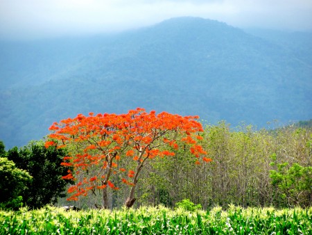 A Gem of a property in Mae Lao