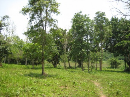 8 rai of gentle slopes and views near Boonrawd Farms