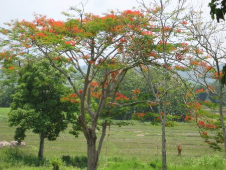 8 rai of gentle slopes and views near Boonrawd Farms