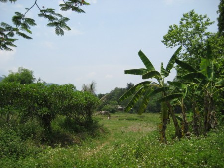 8 rai of gentle slopes and views near Boonrawd Farms