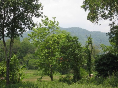 8 rai of gentle slopes and views near Boonrawd Farms