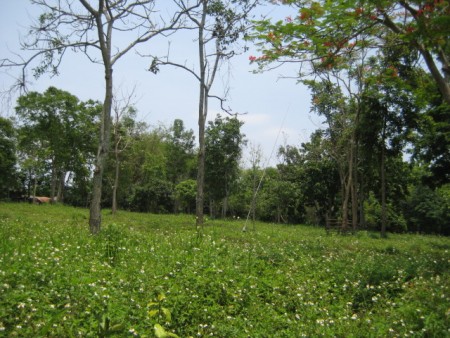8 rai of gentle slopes and views near Boonrawd Farms