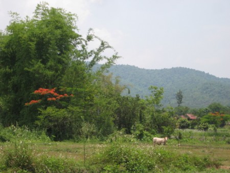 8 rai of gentle slopes and views near Boonrawd Farms