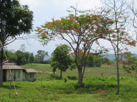 8 rai of gentle slopes and views near Boonrawd Farms