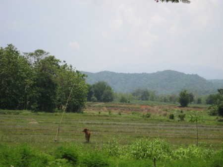 8 rai of gentle slopes and views near Boonrawd Farms
