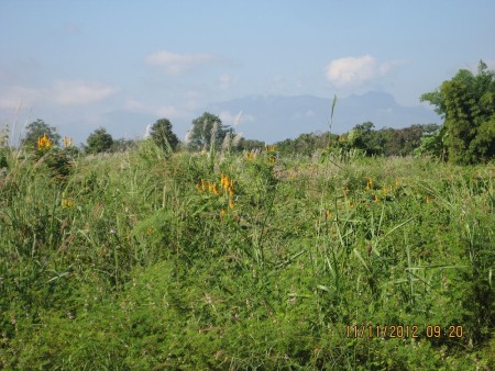 Very tranquil 3 rai, close to city center
