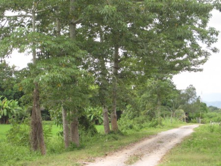 8 rai in central location with nice views