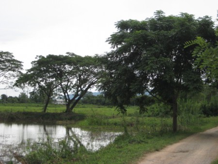 8 rai in central location with nice views