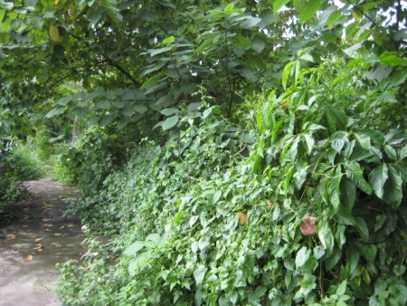 3 rai next to park along Mae Kok river