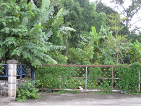 3 rai next to park along Mae Kok river