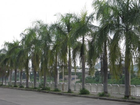 3 rai next to park along Mae Kok river