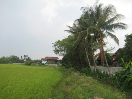 Land in downtown Wiang Chai