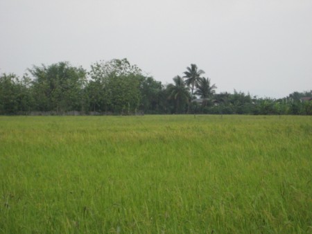 Land in downtown Wiang Chai