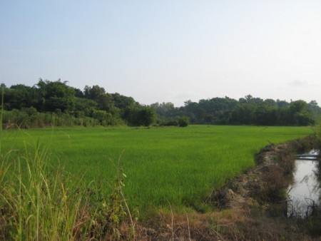 23 rai in Mae Yao