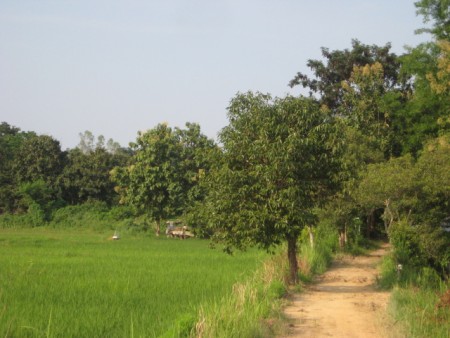 23 rai in Mae Yao