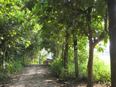 23 rai in Mae Yao