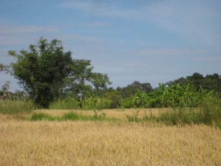 15 rai near new bypass road