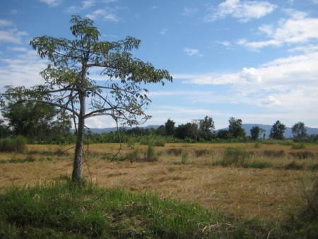 15 rai near new bypass road