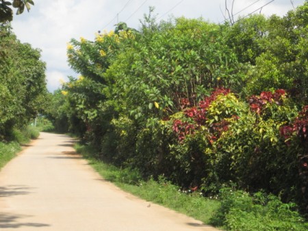 27 rai in Doi Hang