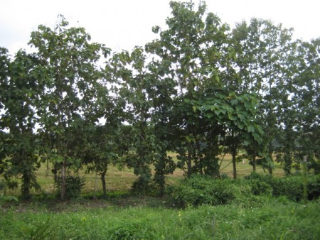 27 rai in Doi Hang
