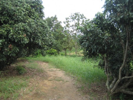 27 rai in Doi Hang