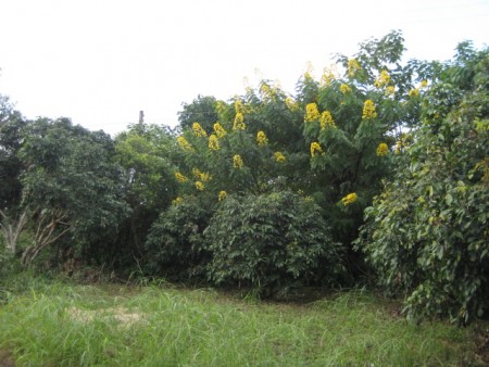 27 rai in Doi Hang