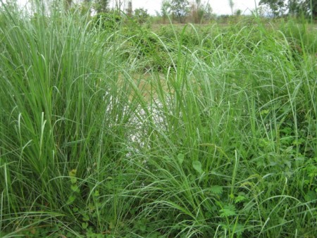 Beautiful 2 rai next to the Mae Korn river, very central location