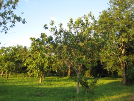 Beautiful 2 rai next to the Mae Korn river, very central location