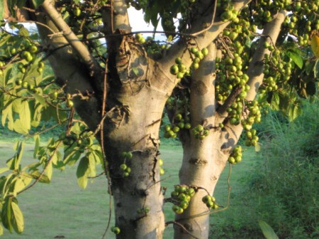 Beautiful 2 rai next to the Mae Korn river, very central location