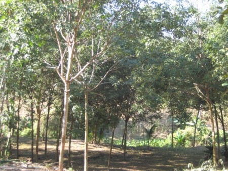 11 rai in Doi Hang, slopes, views and hundreds of trees