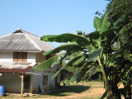 11 rai in Doi Hang, slopes, views and hundreds of trees