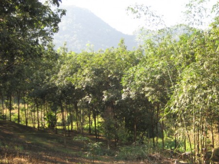 11 rai in Doi Hang, slopes, views and hundreds of trees